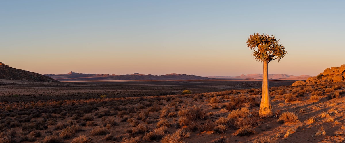 A desert landscape with sparse vegetation and a prominent cactus in the foreground.