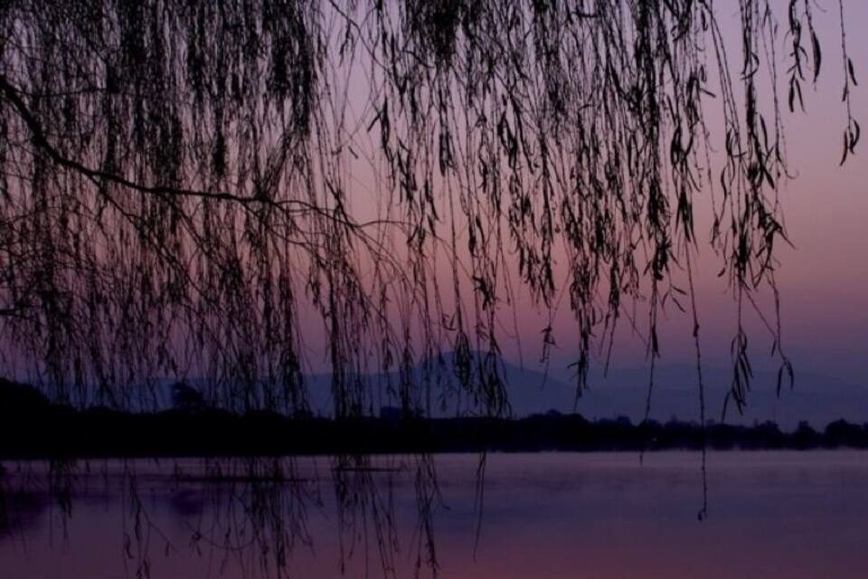 A weeping willow over a calm body of water at dusk.