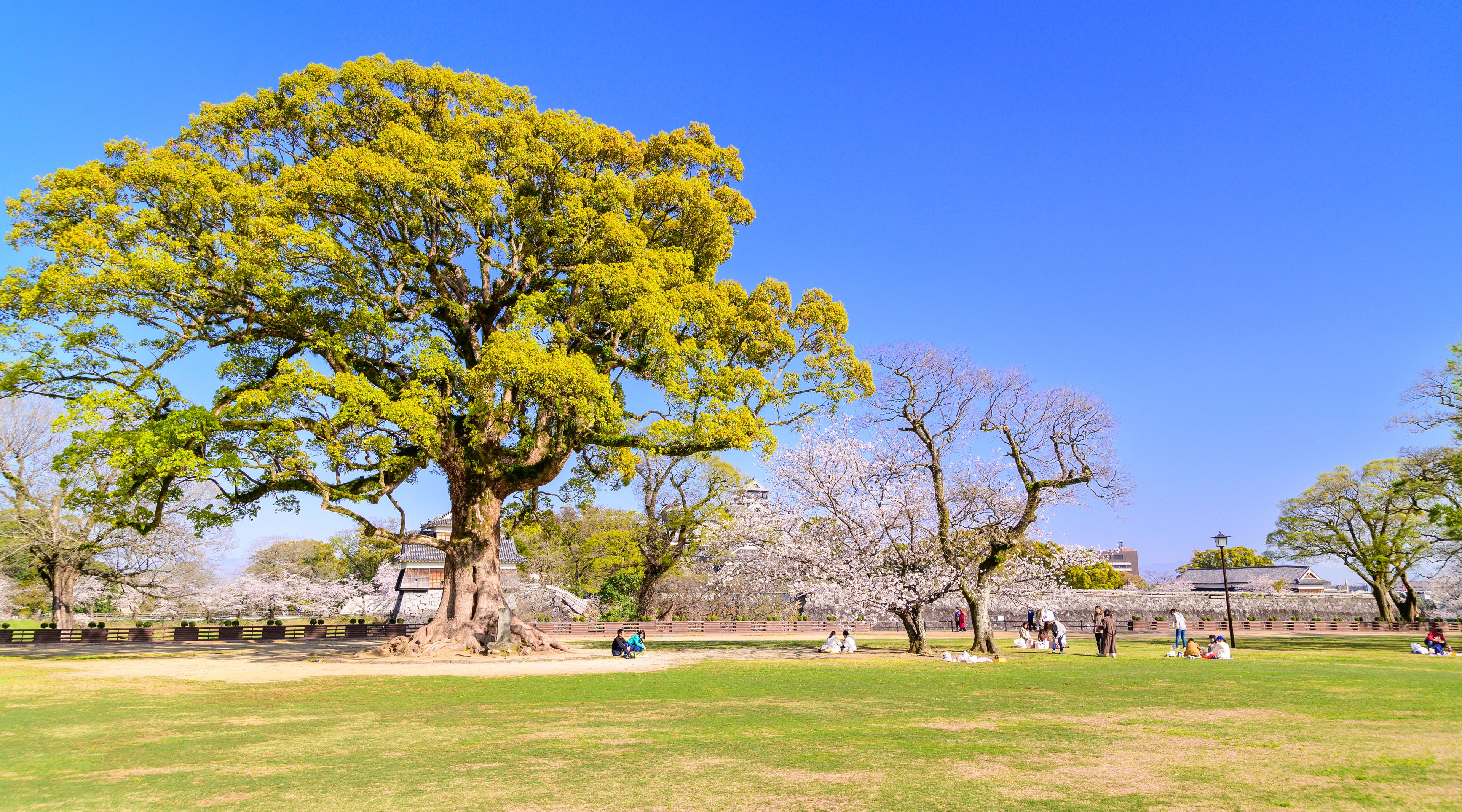 熊本市