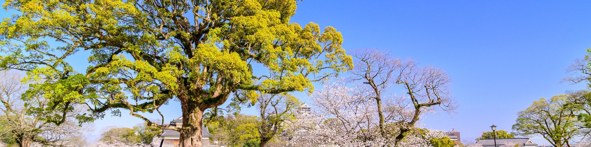 A large tree with green leaves, a park with people, and a traditional building in the background.