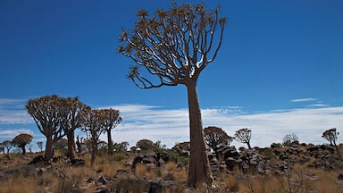 Quiver trees in Namibia. Near Keetmanshoop there is a small park with a lot of these trees. You have to pay to get in. Don`t bother, you will se a lot of these trees all over the south of Namibia!