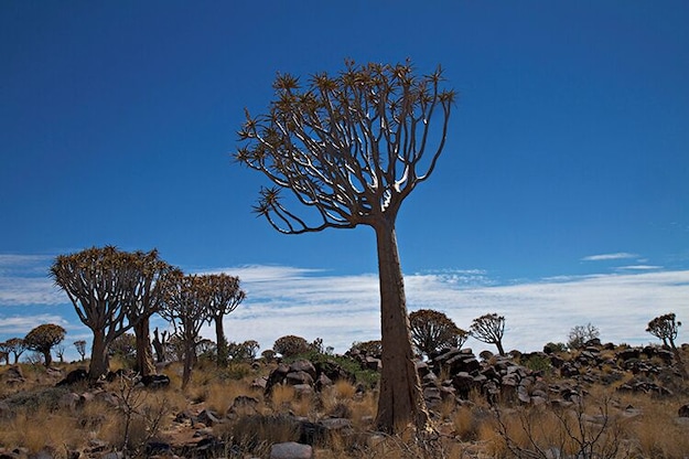 Quiver trees in Namibia. Near Keetmanshoop there is a small park with a lot of these trees. You have to pay to get in. Don`t bother, you will se a lot of these trees all over the south of Namibia!