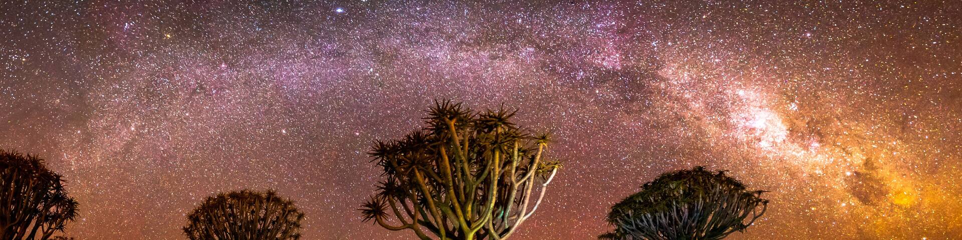 Quivertree forest under the milkyway near Ketmanshoop