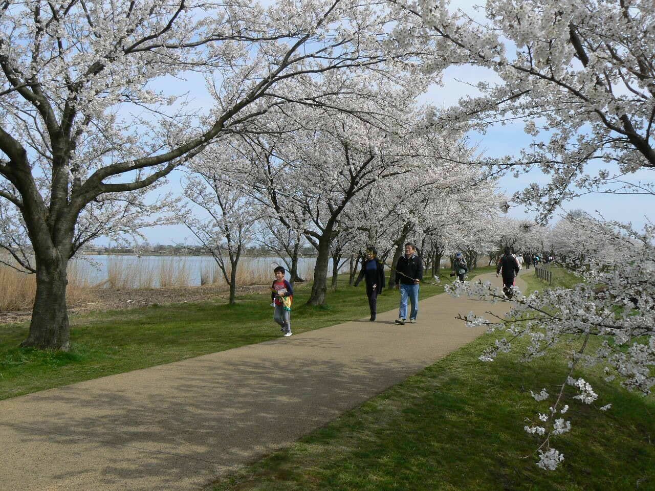 Un sendero bordeado por árboles de cerezo en flor, con un lago al fondo y gente caminando.