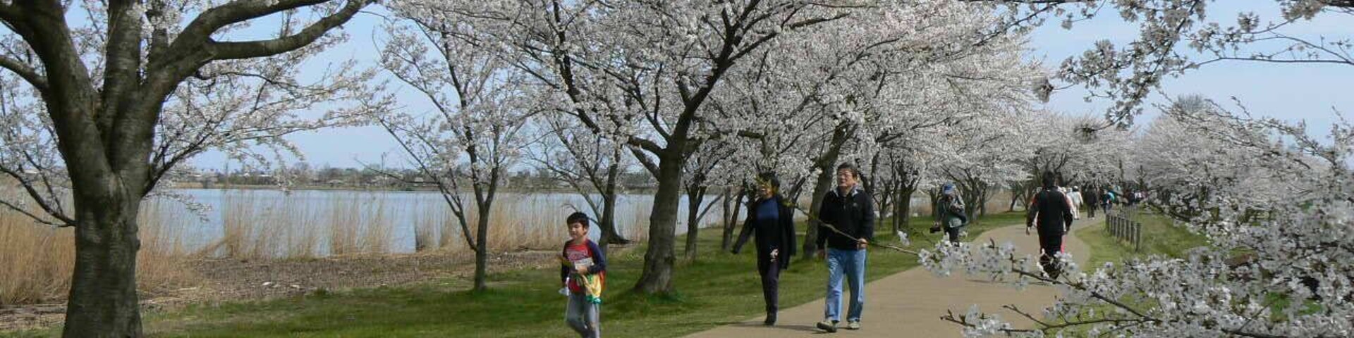 Un sendero bordeado por árboles de cerezo en flor, con un lago al fondo y gente caminando.