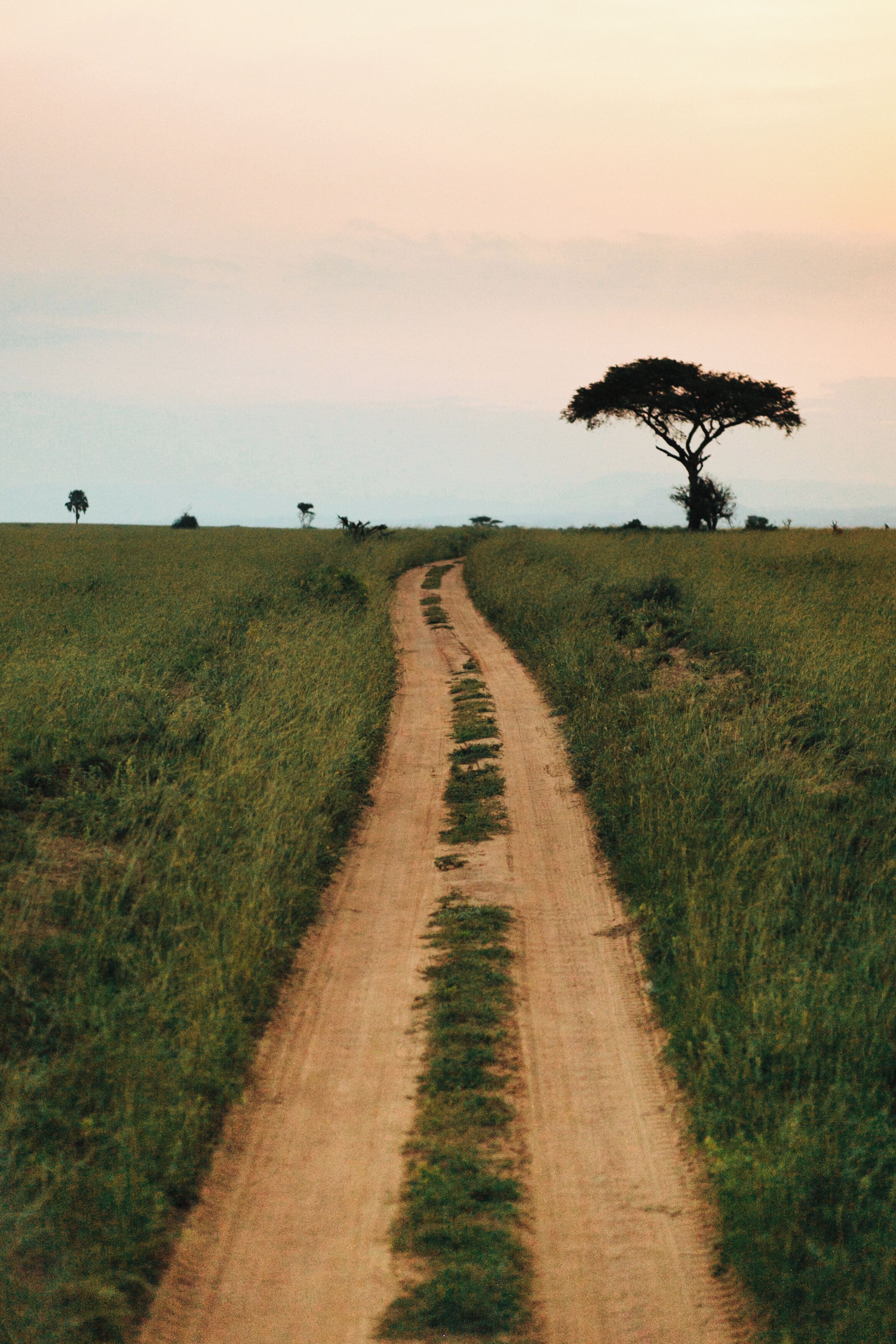 Beautiful Long Path on African Safari
