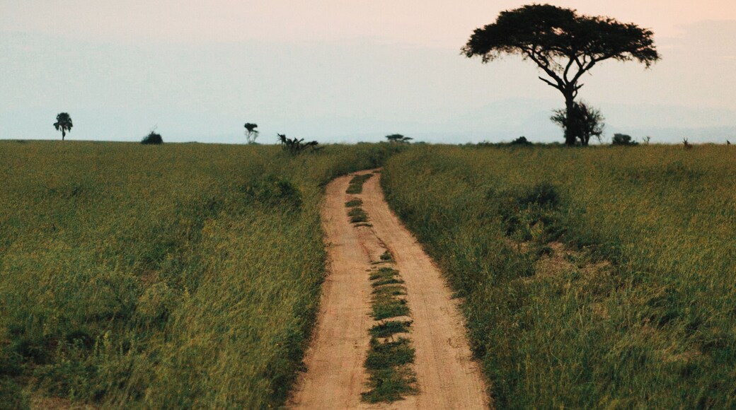 Beautiful Long Path on African Safari