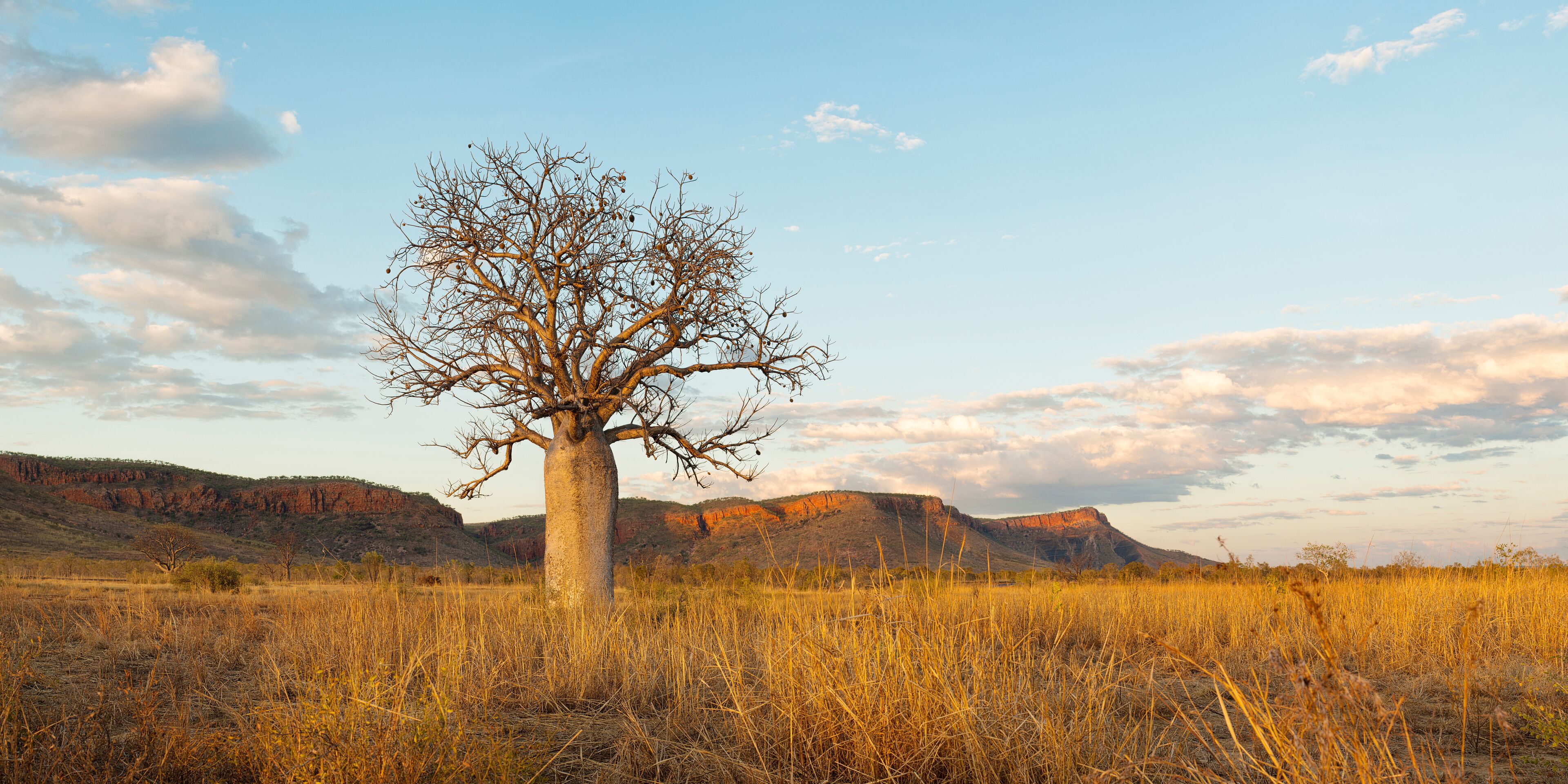 Boab Tree Australia