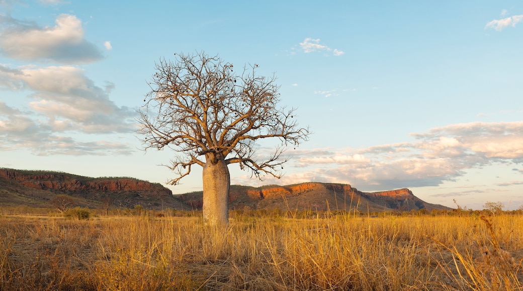 Boab Tree Australia