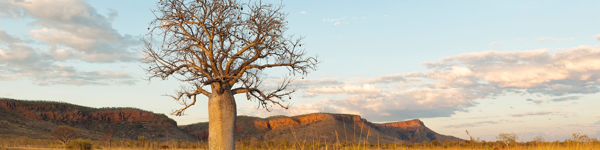 A solitary tree in a dry grassland with a clear sky and distant mountains.