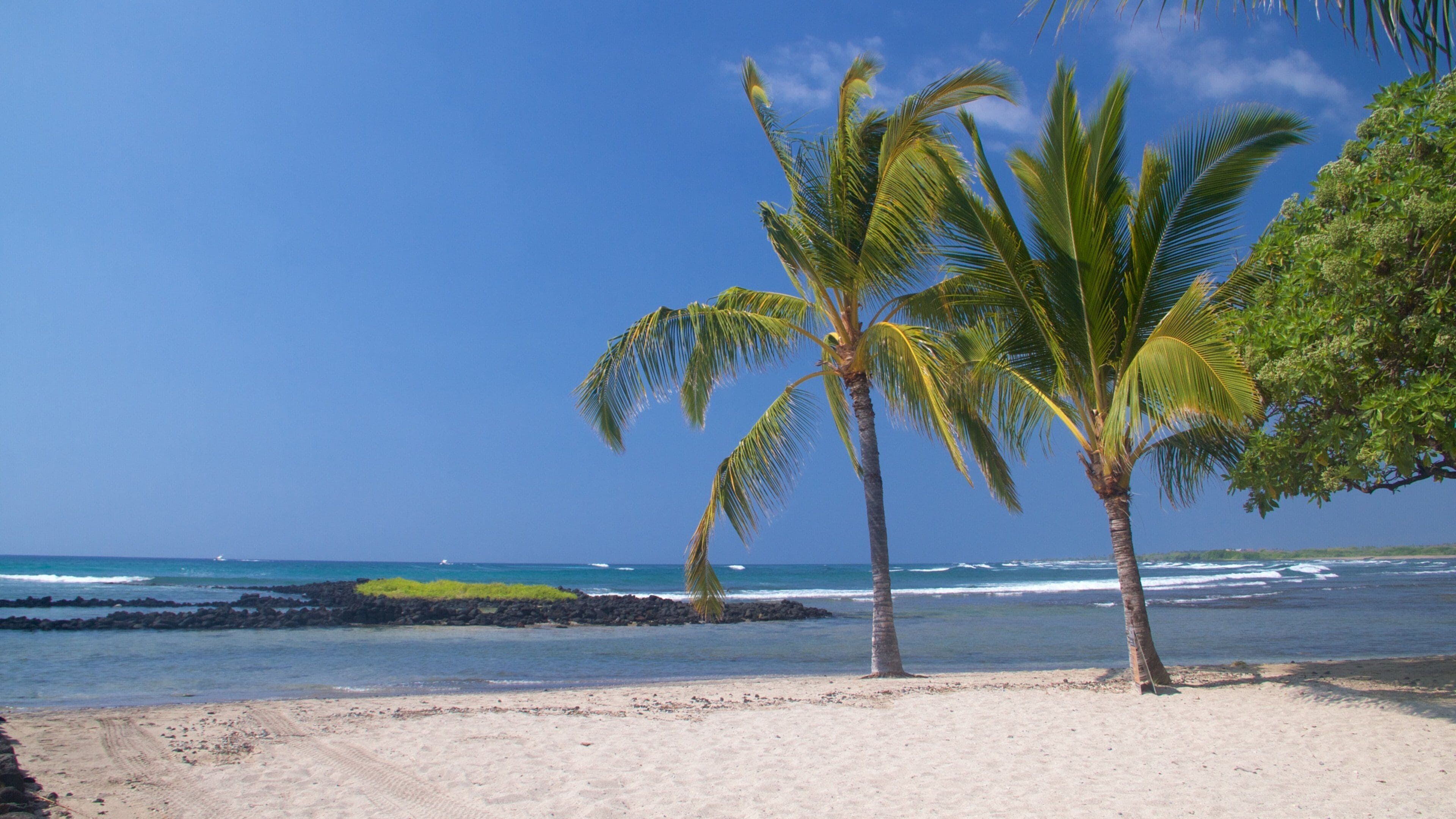 A beach with palm trees and ocean waves.