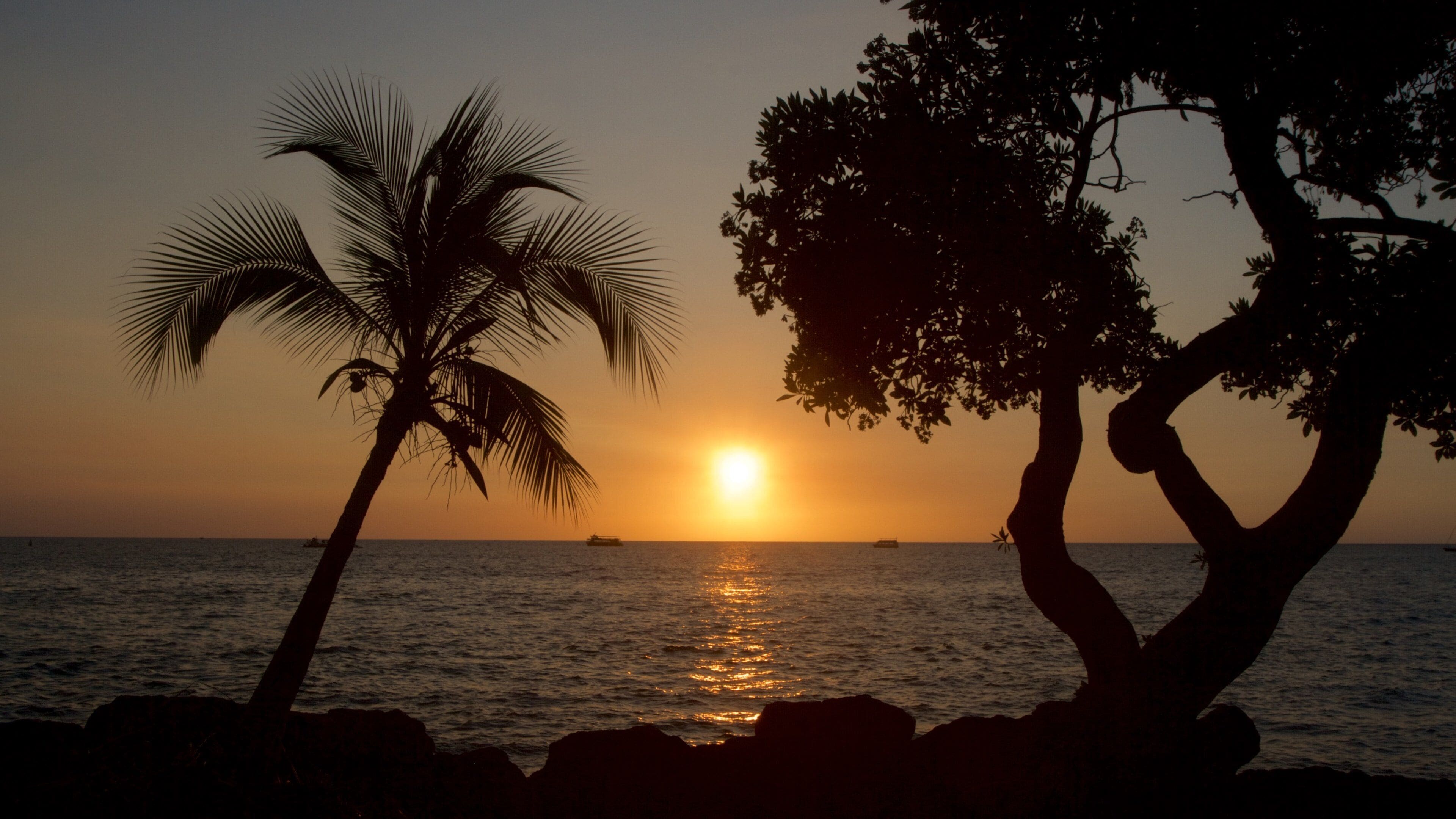 Um pôr do sol sobre o oceano, com silhuetas de palmeiras e uma árvore de tronco curvo.
