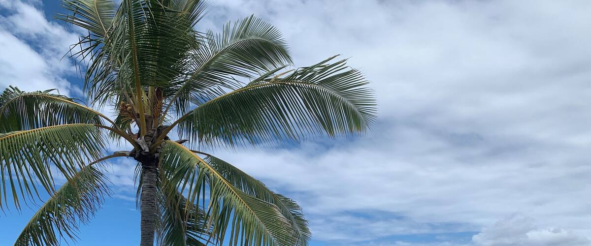 A palm tree by a rocky shoreline with clear blue water and a distant island.