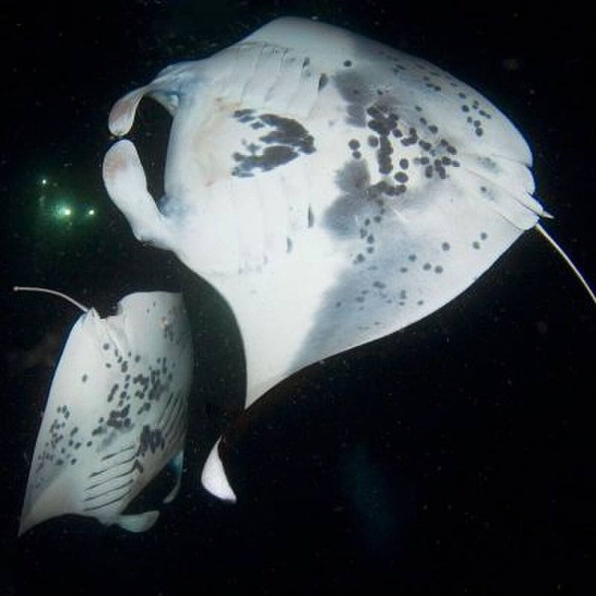 Most incredible experience!  Do the night Manta Dive!