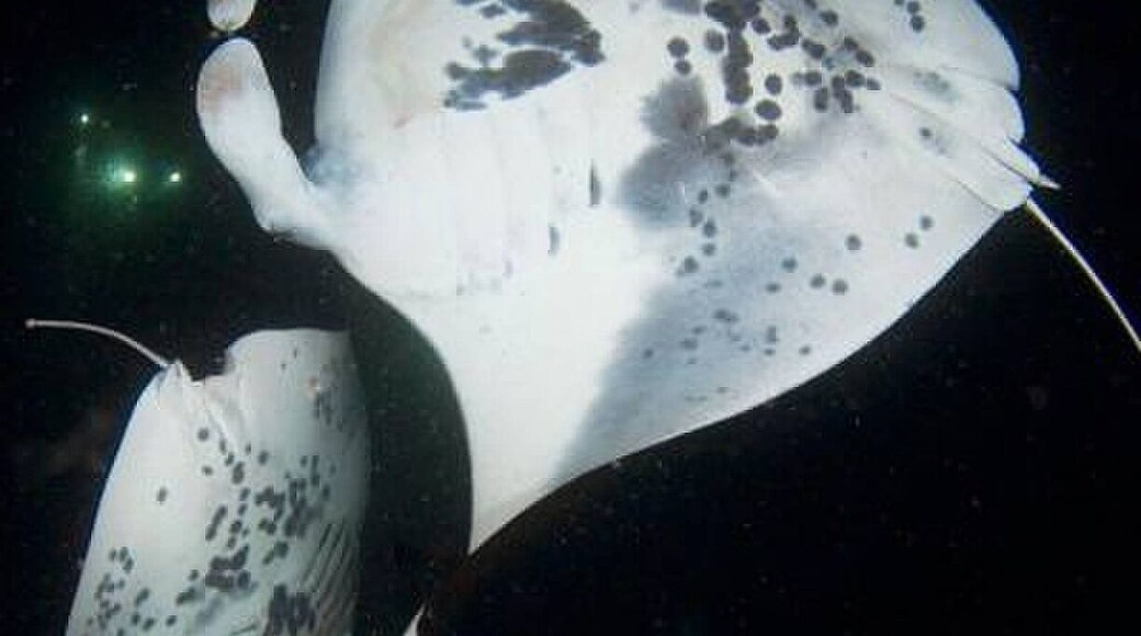 Most incredible experience! Do the night Manta Dive!