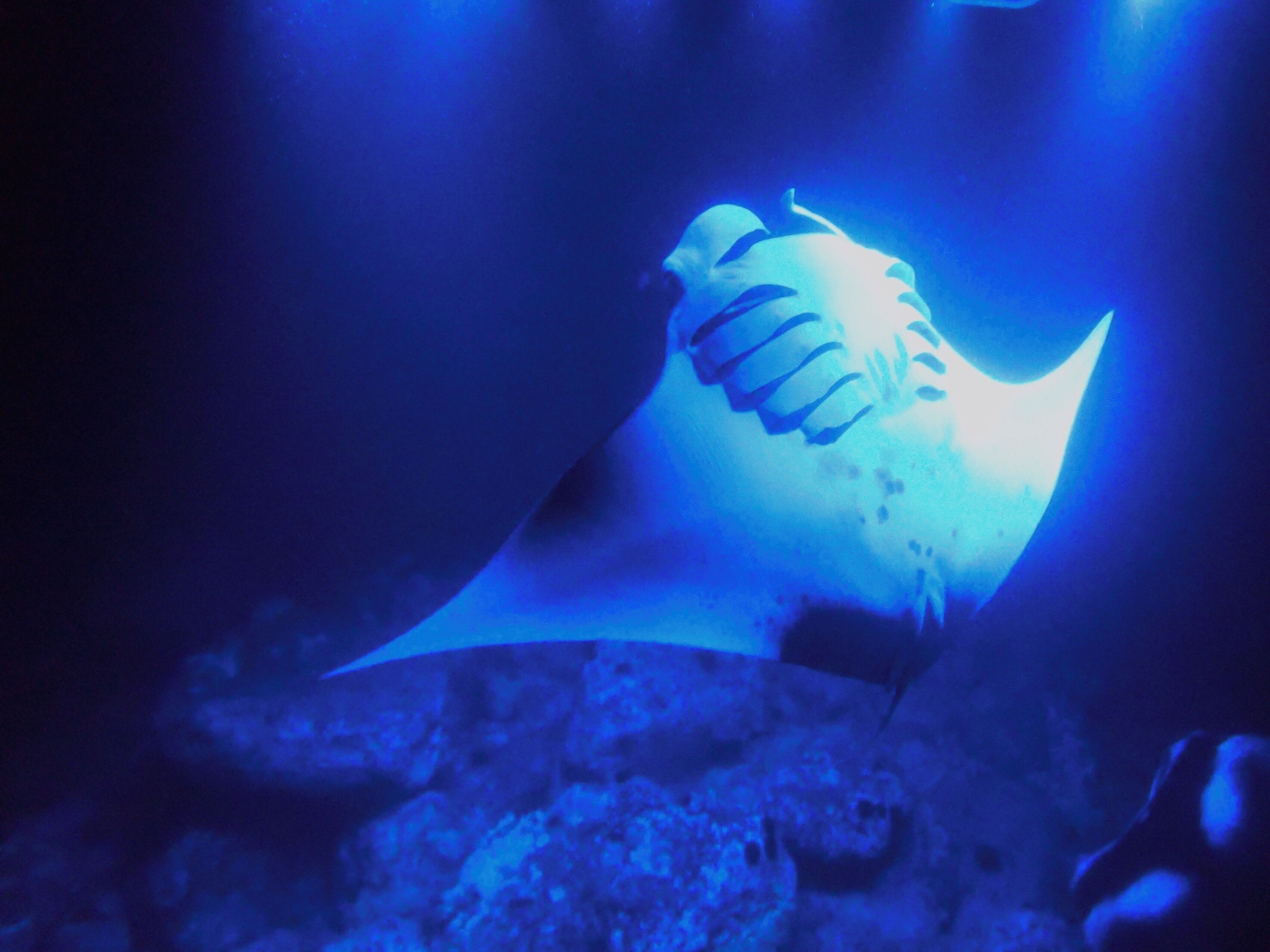 Have you ever done a night dive? Seeing Manta Rays is an awesome #adventure such gentle and majestic creatures here you see one doing a back flip and feeding on plankton attracted by the light.