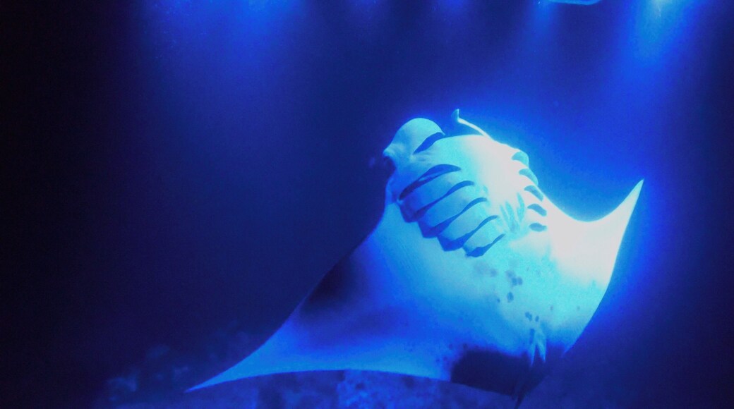 Have you ever done a night dive? Seeing Manta Rays is an awesome #adventure such gentle and majestic creatures here you see one doing a back flip and feeding on plankton attracted by the light.