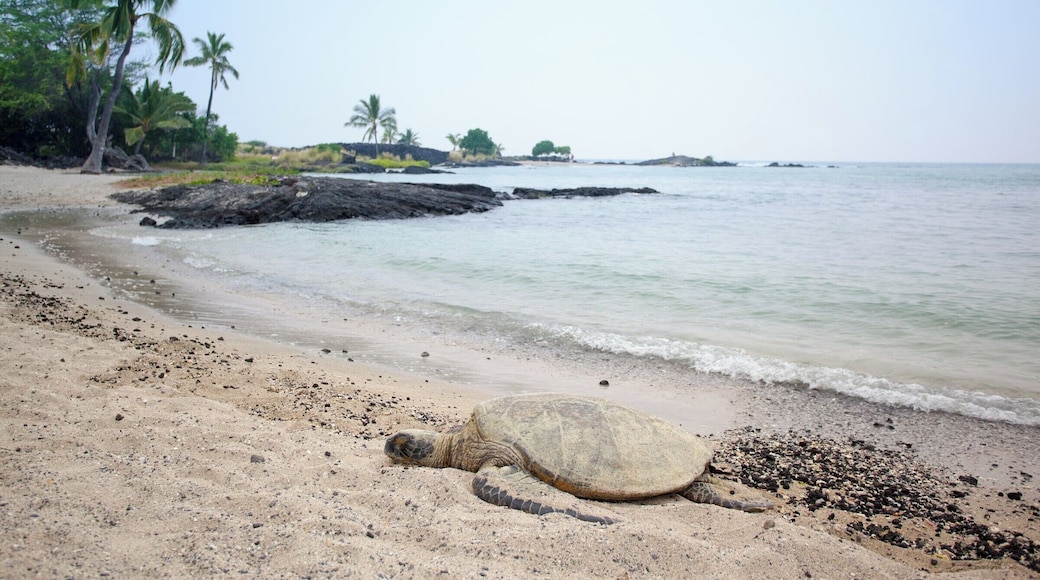 Short walk from the parking lot to a secluded beach on the Kona side of Big Island, Hawaii!
#LifeAtExpedia
