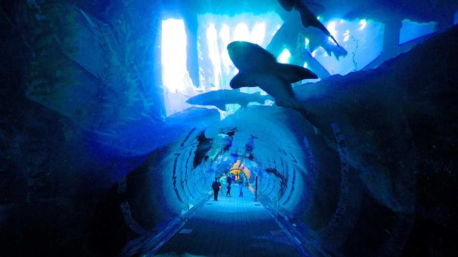 Dubai Mall which includes marine life and interior views as well as a small group of people