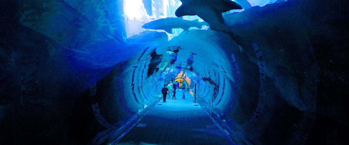 An ice tunnel with a blue-lit interior, featuring a large shark sculpture and people walking through.