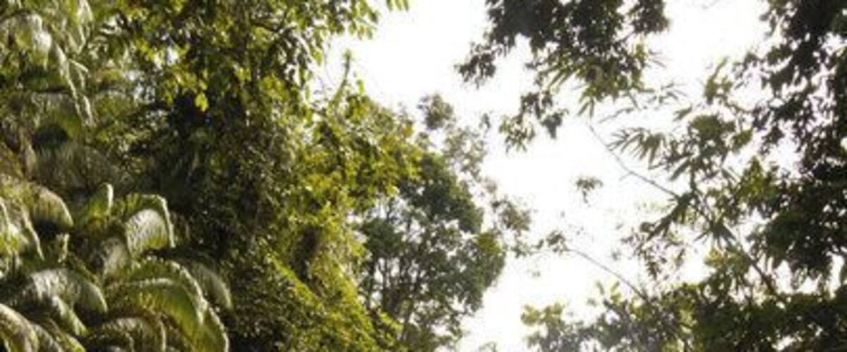 Nice stream to swim at Sebabai river, Kapit.