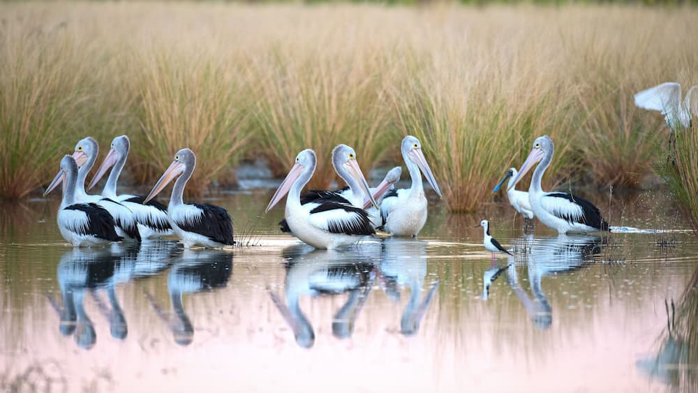 flock of pelicans in a lagoon near Karumba, Queensland, Australia.