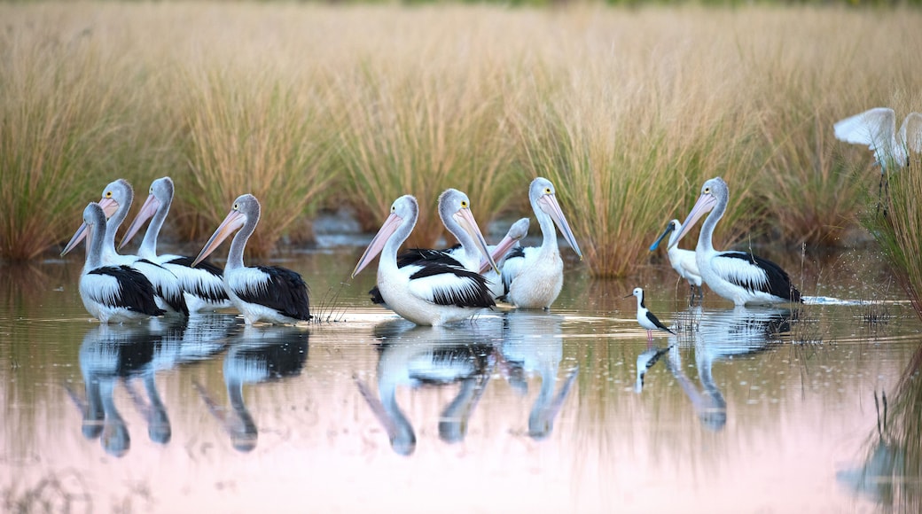 flock of pelicans in a lagoon near Karumba, Queensland, Australia.