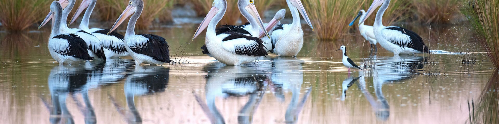 flock of pelicans in a lagoon near Karumba, Queensland, Australia.