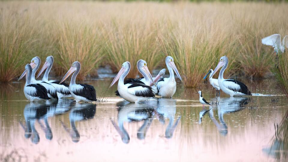 Pelicans swimming in a marshy area with tall grasses.