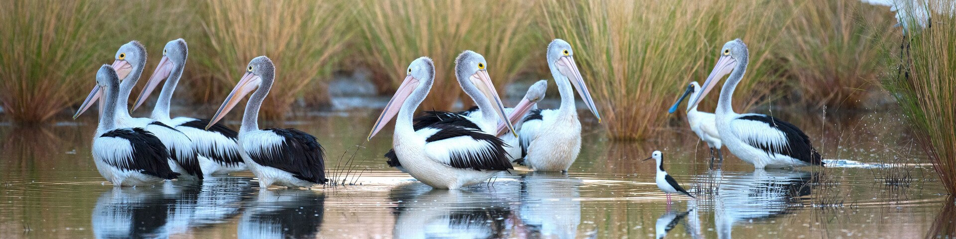 flock of pelicans in a lagoon near Karumba, Queensland, Australia.
