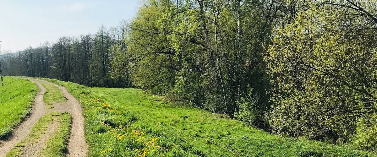 A dirt path winding through a grassy field with yellow flowers and trees in the background.