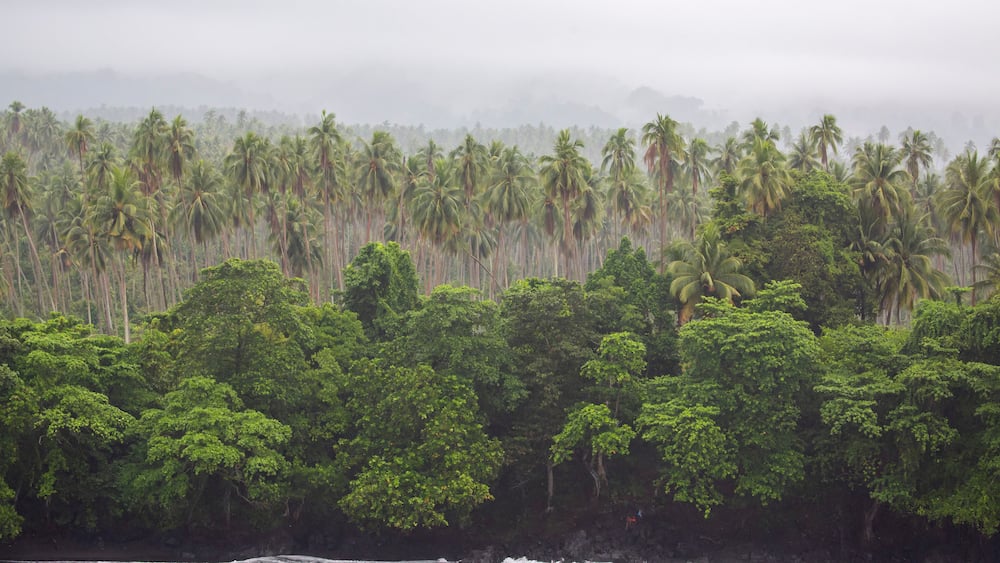 A dense forest of tall palm trees and lush greenery along a coastline.