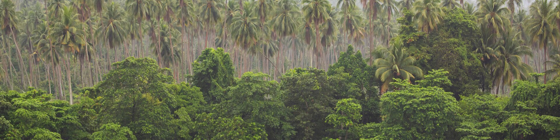 Islanders on the rocky shore of tropical trees with cocoa plantation on Karkar Island in the Bismarck Sea off the north coast of Papua New Guinea; Karkar, Madang, Papua New Guinea