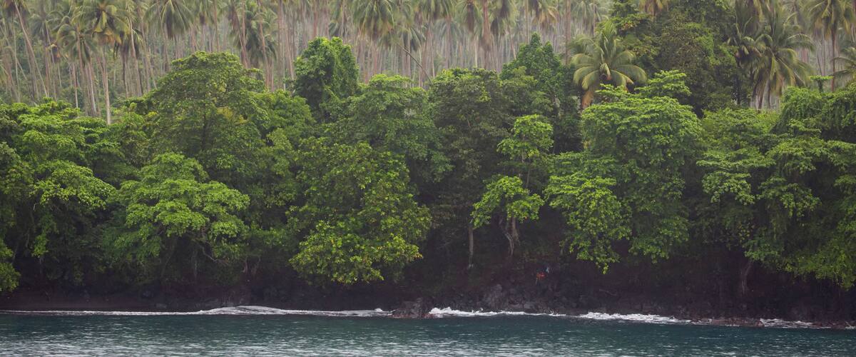 A dense forest of tall palm trees and lush greenery along a coastline.