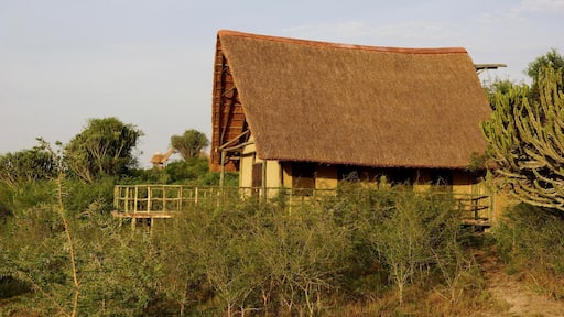 Had an incredible stay here at Kasenyi Safari Camp in Queen Elizabeth National Park. You are constantly surrounded by wildlife and can hear the hippos, lions, and other animals right outside your room at night.