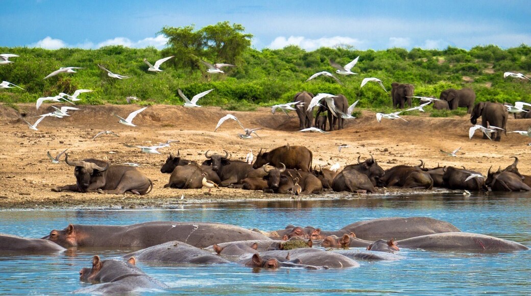 #sunset boat #safari on the Kazinga Channel in #Uganda far exceeded my expectations. I didn't know where to look what to shoot. #Africa #River