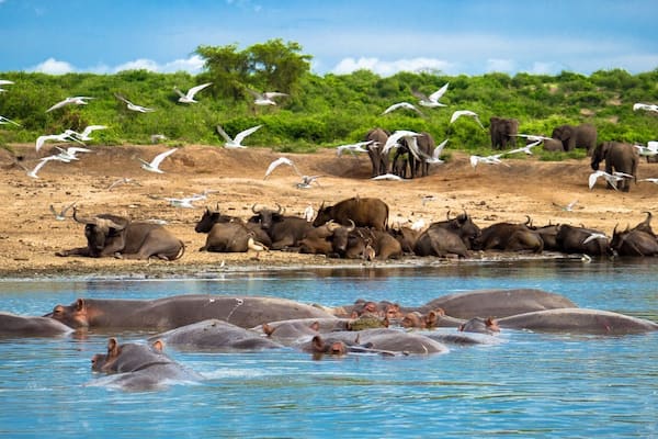 A herd of hippos in water, with a sandy beach and birds in the background.