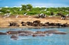 Eine Gruppe von Nilpferden im Wasser, mit einem sandigen Strand und Vögeln im Hintergrund.