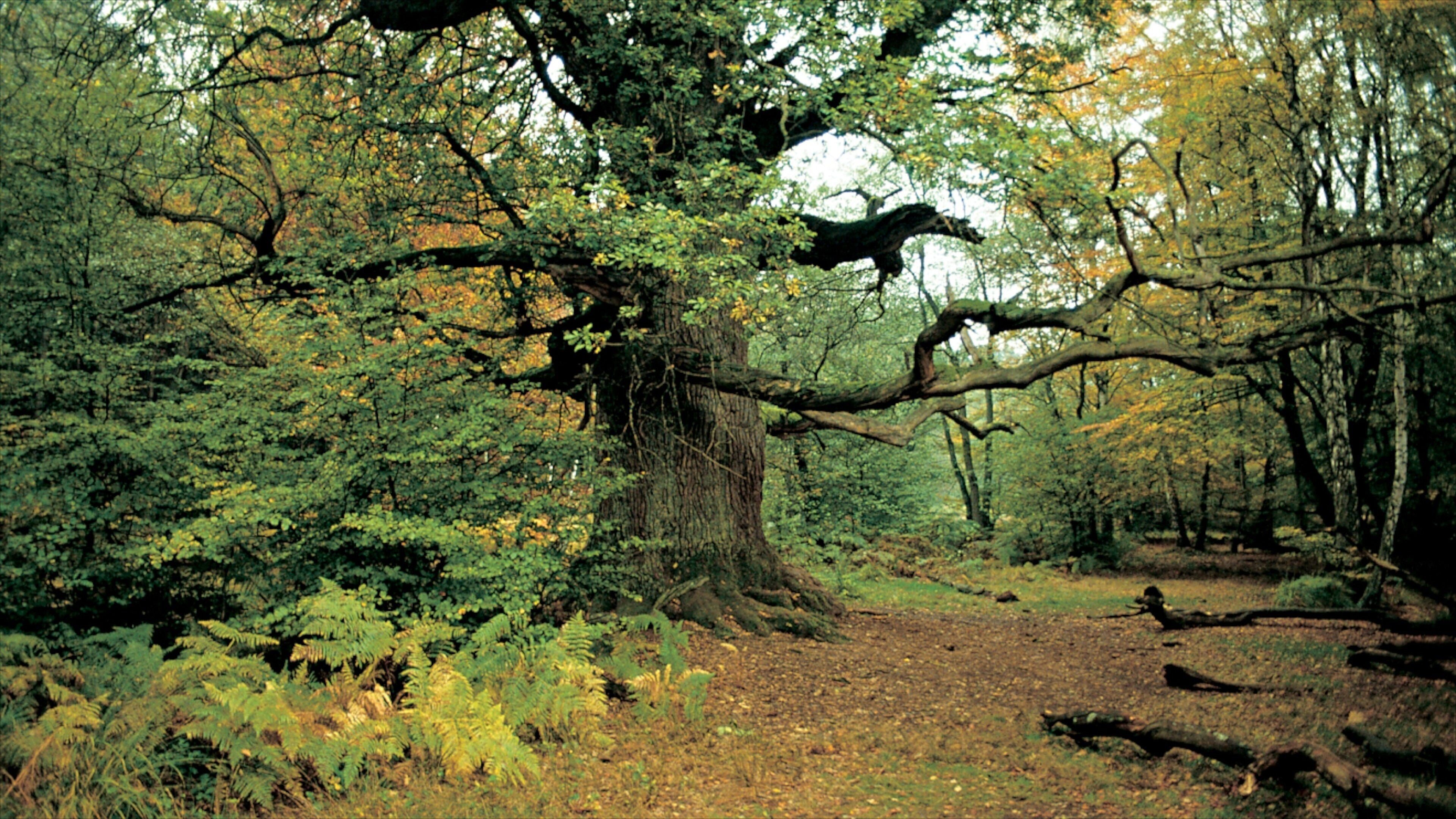 Kassel featuring fall colors, landscape views and forest scenes