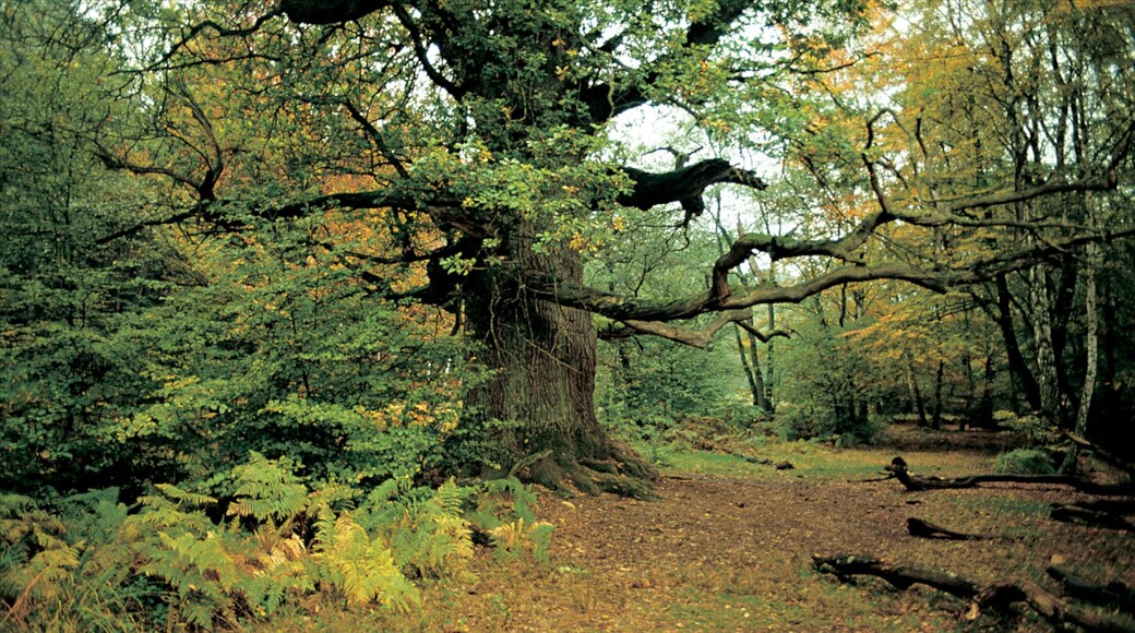 Kassel featuring fall colors, landscape views and forest scenes