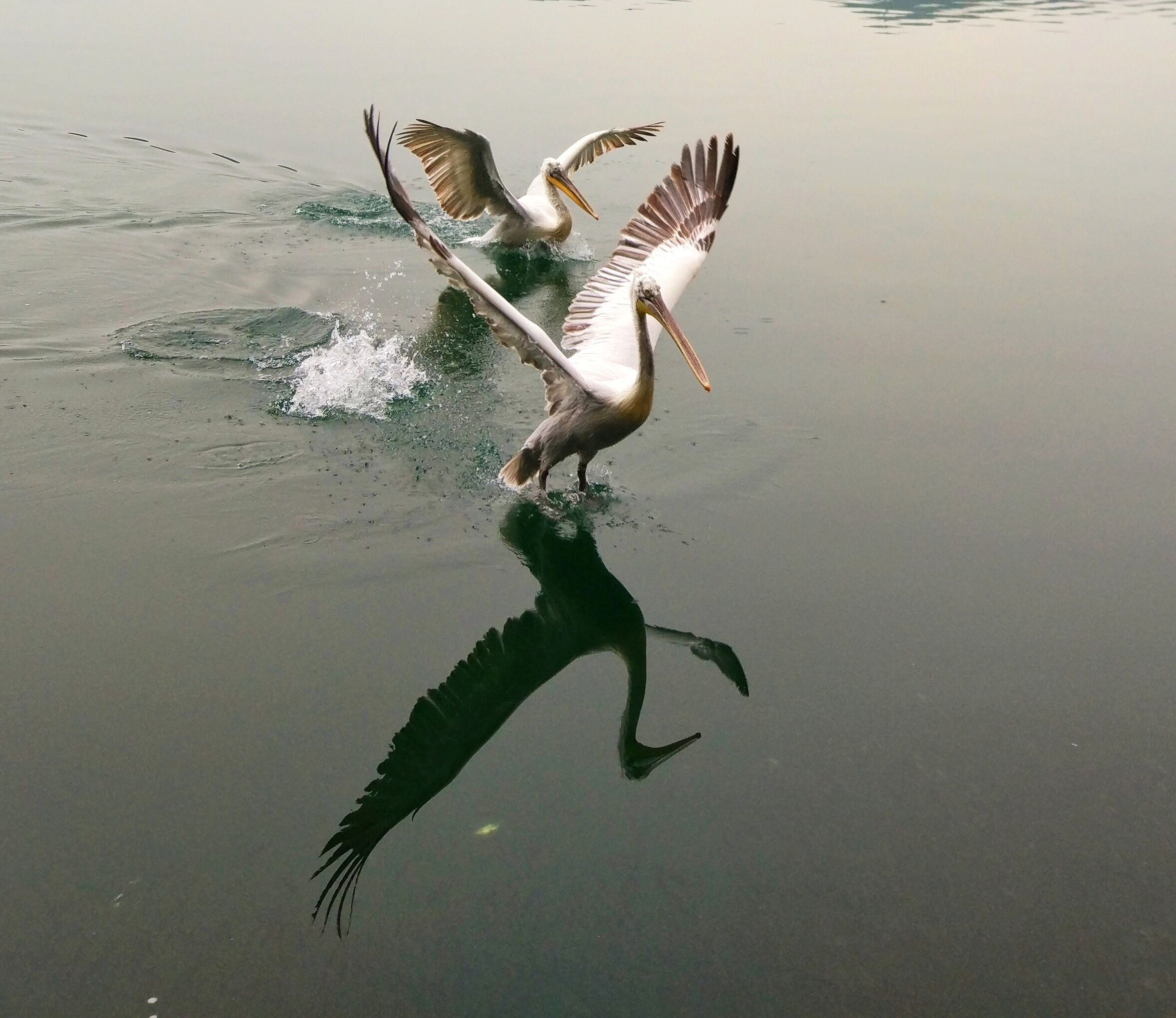 Walk on the stone pavements around the lake of Kastoria and admire its unique natural beauty and the the huge variety of bird life such as pelicans and swans. Try to feed them with bread and you will see many of them coming! #LifeAtExpedia #reflections