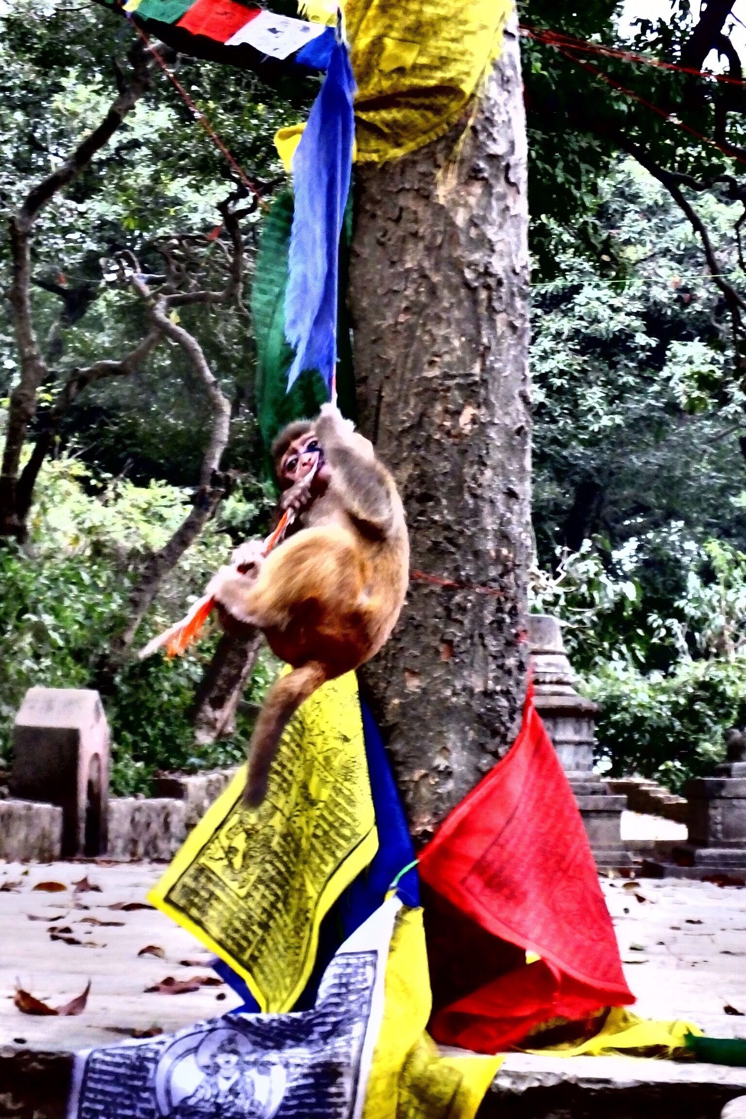 This little fella was swinging around on a prayer flag. I loved travelling in Nepal. People are so welcoming and always have a big smile on their face. The landscapes are so diverse. After two hours of drive, everything looks completely different. Check out my blog for advice on #trekking the #annapurnacircuit. 
#alifefullofserendipity #serendipitytess #monkey #prayerflags #nepal #asia #holymonkey