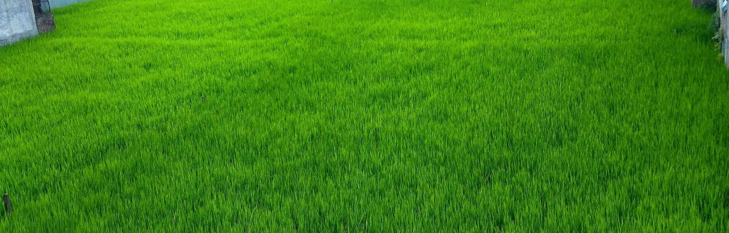 A open Field in a crowded city