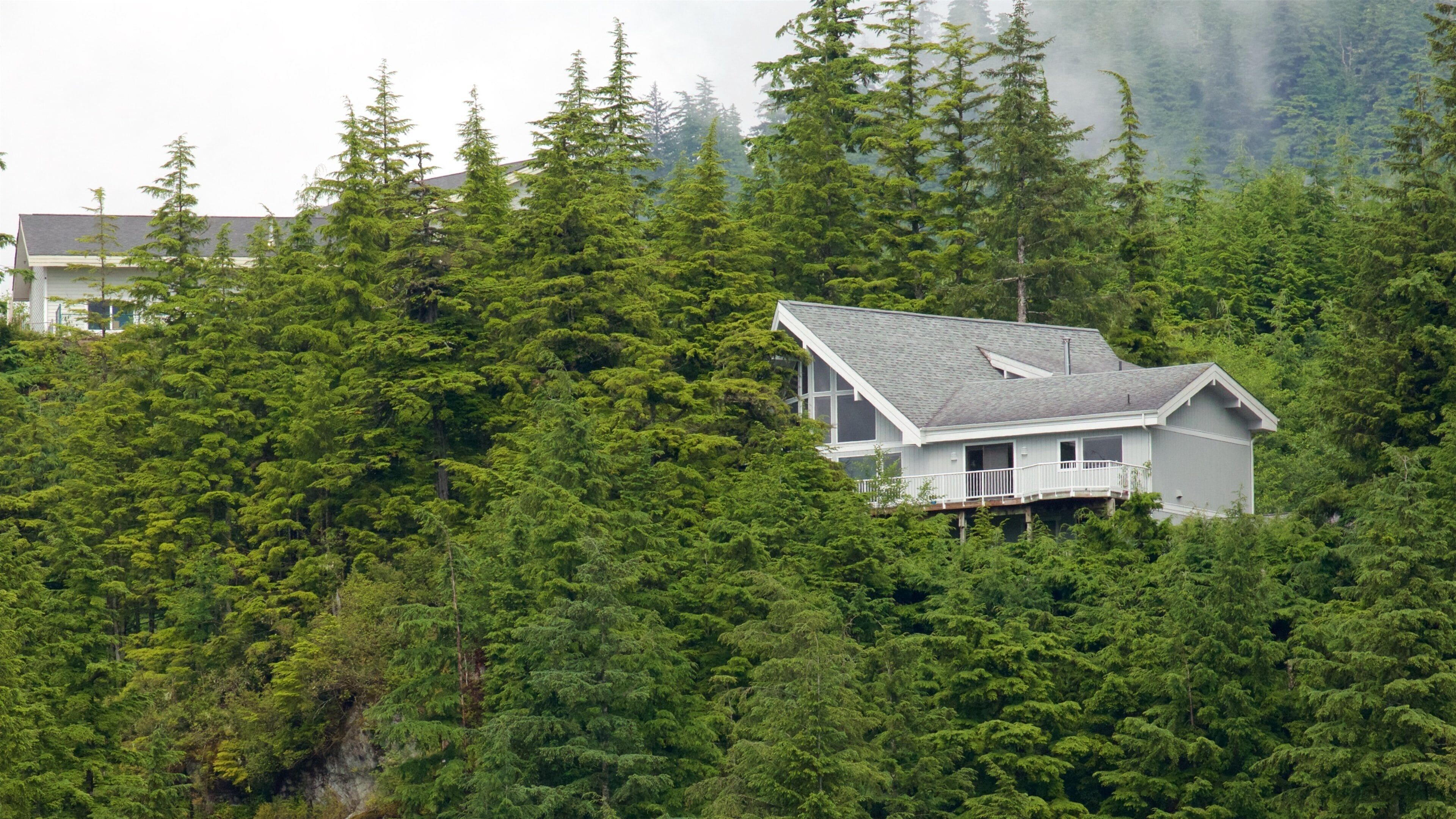 A house surrounded by dense forest.