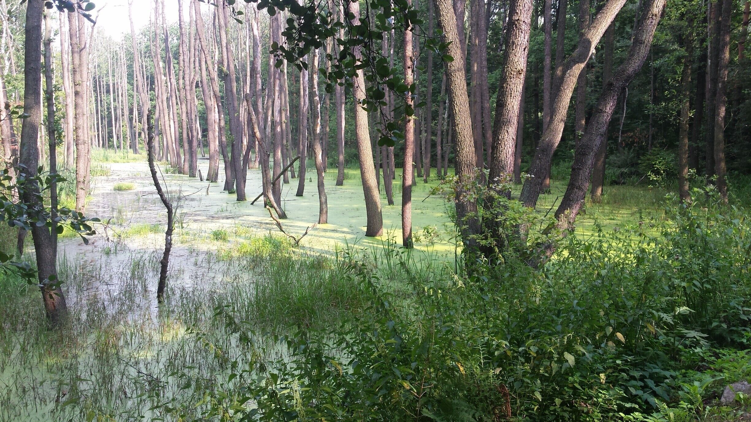 Swampy forest near the airport Muchowiec in Katowice
