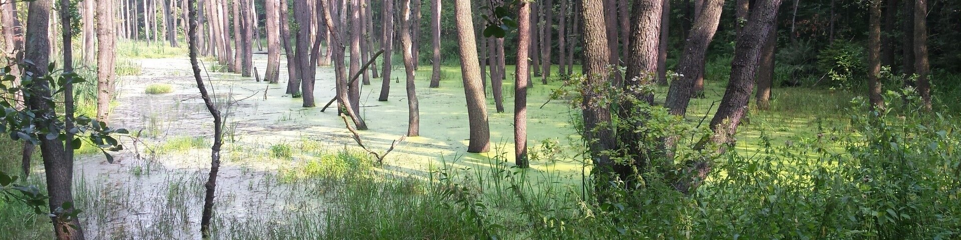 Un bosque pantanoso con árboles altos y terreno encharcado.