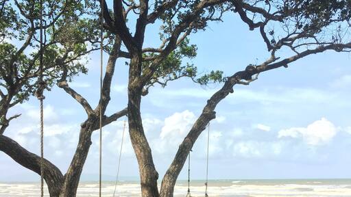 Beach with cool looking trees.
