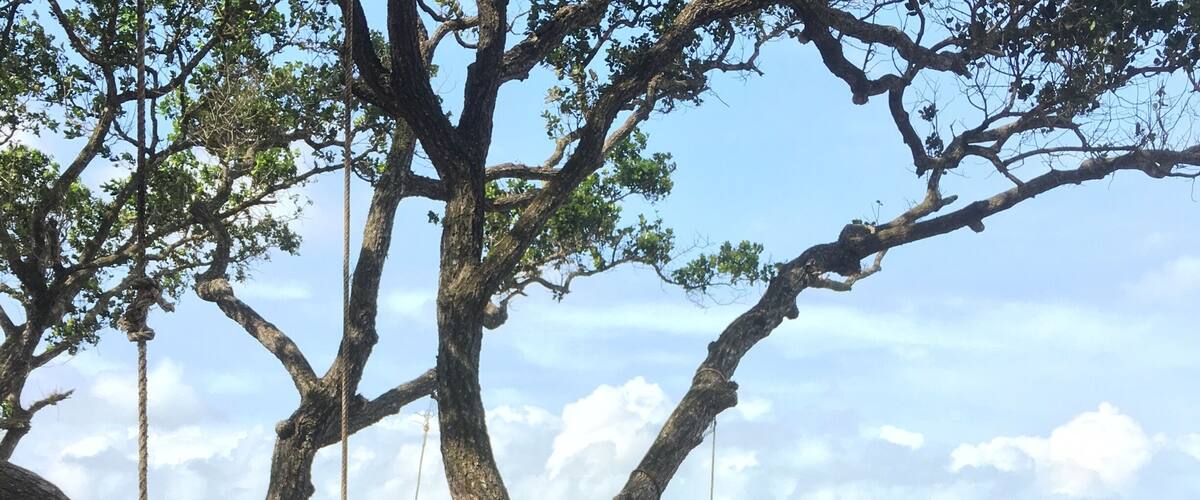 A beach with a swing set under a large tree.