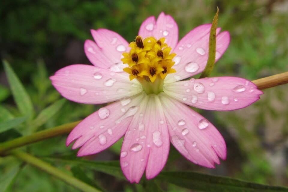 Rain drops on petals