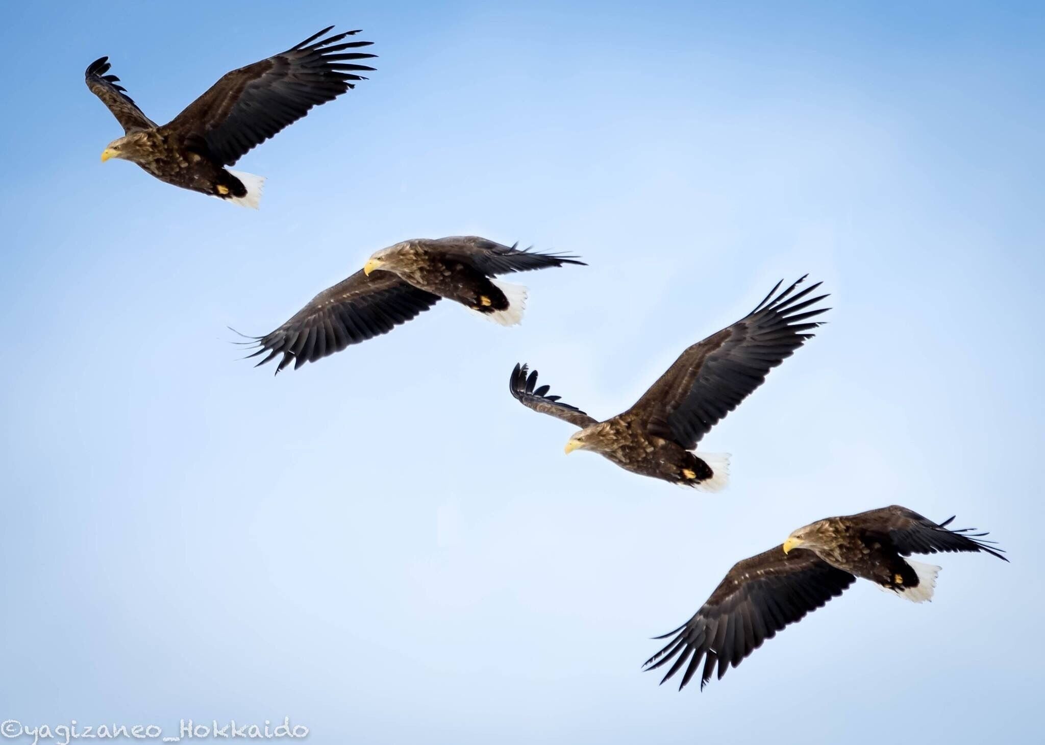The Eagle's Dance #kushiro #eagle #flight #dance #wildlife #japan